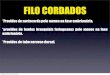 FILO CORDADOS - colegioacademia.com.brcolegioacademia.com.br/.../arquivos_upl/64_cordados_jau.pdf · 2013. 6. 3. · FILO CORDADOS *Providos de nortocorda pelo menos na fase embrionária