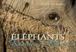 002 102 IFAW brochure elephants Layout 1 · 2019. 2. 6. · Convention sur le commerce international des espèces de faune et de flore sauvages menacées d'extinction (CITES) à inscrire