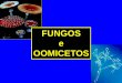 FUNGOS e OOMICETOS · 2017. 5. 16. · FUNGOS Organismos que apresentam as características abaixo e são encaixados no reino Fungi - Eucarióticos - Microrganismos aclorofilados
