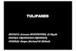 TULIPANES - amnesiainternational.netamnesiainternational.net/sites/default/files/TULIPANES.pdf · “Es prohibido prohibir”. No se puede prohibir ni se puede negar el derecho a