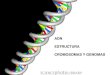 ADN ESTRUCTURA CROMOSOMAS Y GENOMASdepa.fquim.unam.mx/amyd/archivero/Clase07_22932.pdf · Los cromosomas son los portadores de los elementos hereditarios Los cromosomas están compuestos