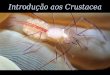 Introdução aos Crustacea · Classe Malacostraca (Gr. malakos = mole + ostrakon = concha) • Em geral com oito segmentos no tórax e seis segmentos mais télson no abdome; • Apêndices