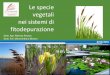Le specie vegetali nei sistemi di fitodepurazionefitodepurazione per il trattamento delle acque reflue urbane. Manuali e linee guida 81/21 ISPRA. Bresciani R., Masi F., 2013. Manuale