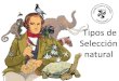 Tipos de Selección natural · 2017. 10. 5. · Contenido de la sección •¿Cómo funciona la selección natural? –La selección natural es en realidad una reproducción diferencial