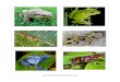 AngélinAndCola grenouille verte • peau nue. • température variable. • 4 pattes. • respirent avec des branchies puis des poumons. • vit dans sur terre et dans l'eau •