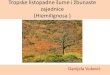 Tropske listopadne šume i žbunaste zajednice€¦ · U prizemnom spratu su gotovo jedino prisutni mali kaktusi i bromelije Cavanillesia arborea Rastesito i meko tkivo stabla služi