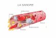 LA SANGRE - IES Sierra Sur · 2011. 2. 17. · Paso del exceso de plasma intersticial procedente de la sangre al sistema ... funcionamiento del aparato circulatorio linfático. Aparatos