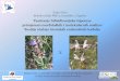 Testiranje hibridizacijske hipoteze primjenom morfoloških ...hirc.botanic.hr/EpiSalvia/Docs/Liber_2014_Osijek.pdf · 55 198-231 7 0.375 0.624 0.585 SoUZ018 HQ401011 (GAA) 20 55 170-260