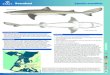 Doornhaai Squalus acanthias - Dutch Shark Society · kreeftachtigen (11,87%) en weekdieren (2,79%) (Ellis et al., 1996). Omgekeerd liet een onderzoek uit Nieuw Zeeland naar de 