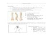 ESPALDA SANA - efgargalloblog.files.wordpress.com€¦  · Web viewDibuja y explica 3 ejercicios de estiramientos de la zona lumbar. Dibuja y explica 3 ejercicios de tonificación