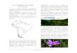 Les Orchidées des Andes Naturalistes à nos heures perdues etLes Orchidées des Andes Fabien Brosse 11 mois, 11 mois à parcourir l'ensemble du continent américain, du Brésil au