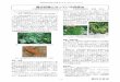 最近話題となっている病害虫 - maff.go.jp...学名：Watermelon silver mottle virus (WSMoV) 図3 ニガウリの葉における典型的な退緑斑点症状（左） 及びピーマンの葉におけるえそ輪紋症状（右）
