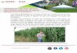 Validación de superficies agrícolas para obtener ...€¦ · Imagen 1. Cultivo de maíz grano en la localidad de Santa Matilde, municipio de San Juan del Río, Querétaro. Validación