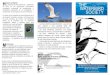 H La Sociedad de Aves Marítimas, establecida istoria y ... · • Publicar nuestra renombrada revista de Aves Marítimas Llevar a cabo la reunión anual en la que los científicos