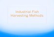 Industrial Fish Harvesting Methods Fish Harvesting.pdfOverfishing: Gone Fishing, Fish Gone ! Commercial extinction: no longer economically feasible to harvest a species ! Collapse