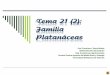 Tema 21 (2): Familia Platanáceas20PDF/Platan%E1... · 2007. 2. 4. · Familia Platanáceas Diapositiva 2 Taxonomía-1 Pertenece: al clado Eudicotiledóneas o Tricolpadas (A.G.P