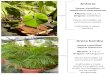 Antúrio - São Paulo · Antúrio Nome científico: Anthurium andraeanum Altura: 0,3 a 1 m Origem: Colômbia flores formadas na primavera e verão Cultivada a meia-sombra Areca bambu