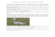 Croisière aux oiseaux sur le Rhin du 28 Janvier 2018an-curieuxdenature.org/pdfs/croisire aux oiseaux sur le rhin du 28... · Voici les derniers cancans lus dans un « Canard déchainé