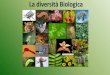 Presentazione standard di PowerPoint · La diversità Biologica . Sulla terra è possibile incontrare una incredibile varietà di organismi diversi sia animali che vegetali uomo incluso