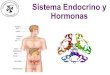 Sistema Endocrino y Hormonas - colegiosantodomingo.cl · Principal centro regulador del sistema endocrino y nervioso. Libera alrededor de 9 neurohormonas que regulan la secreción