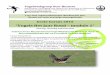 “Vogels Het Jaar Rond – module 1” - Vogelwerkgroep Oost ...vogelwerkgroep-oost-brabant.be/wp/wp-files/cursussen/2015...roofvogels boven het gebied. Boomklever, foto François