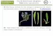 Clau de determinació del gènere Viola 1a V. arborescens€¦ · 2a Planta acaule, sense tiges folioses, erectes o ascendents (pot tenir, però, estolons reptants) [a]; fulles en