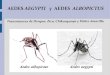 AEDES AEGYPTI y AEDES ALBOPICTUS - CEIP · PDF file 4.5 Replicación y transmisión del virus de dengue, pág. 33 4.6 Principales síntomas, pág. 35 4.7 Dengue Hemorrágico, pág