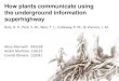 How plants communicate using the underground information ... · fixadoras de nitrogênio e atração de micorrizas vesiculares-arbusculares (Rhizobium sp.) • Diferenças nos flavonoides