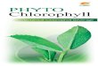 PHHPphhp.com.my/download.php?f=phyto-chlorophyll-m3.pdf · Tumbuhan hijau menggunakan karbon dioksida, cahaya matahari, air serta bahan mineral untuk menjalankan fotosintesis supaya