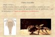 Slide sem título - SAGRADOClasse Aracnida - Muito antigos. - Inclui aranhas, ácaros, carrapatos, escorpiões e aranhas-do-mar. - Sem antenas, com 6 pares de apêndices (1 par de