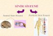 SİNİR SİSTEMİ · Somatik sistem (iskelet kaslarına) Otonom sistem (düz kaslara, kalp kasına ve bezlere) Sempatik sistem Parasempatik sistem . Santral Sinir Sistemi Merkezi