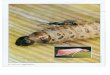 Cotesia flavipes parasitando lagarta da broca-da-cana, · "Há laboratórios similares em várias partes do mundo, que usam os ovos para criar, produzir e multiplicar a ves- pinha