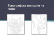 Топографска анатомия на главаanatomy.plcnet.org/files/Lectures/Dentalna_2/2014... · Sinus ethmoidalis •Кухинки, лежащи в решетъчната