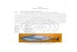 BAB II TINJAUAN PUSTAKA Ikan Tongkol (Euthynnus affiniseprints.umm.ac.id/60330/3/BAB II.pdf · sampai pada kedalaman 40 meter dengan kisaran optimum antara 20-28 °C dan menyenangi