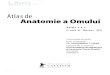 Atlas de anatomie a omului Ed de anatomie...Peretii trunchiului Cavitatea peritoneald Viscerele abdominale Viscerele abdominale (glandele anexe) Vasculariza!ia viscerelor abdominale