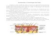 Anatomia e Fisiologia da Pele - Portal IDEA€¦ · células de Langerhans, as células desta camada sofrem mitose constantemente, para repor as células mortas da epiderme. 2. Camada