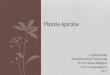 Plantas Apícolas · São aquelas plantas que só produzem fluxo de pólen e/ou néctar quando bem representadas. Exemplo: astrapéia, caliandra, amor-agarradinho e etc; Flora apícola