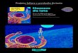 Texto de Edson Lopes e ilustração de Cris Alhadeffmedia.brinquebook.com.br/blfa_files/Homem_Lata_projeto.pdfSojourner que, em 1997, percorreu o território de Marte. No texto, são