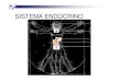 Sistema Endocrino - SINDCOM TERESINA · 2011. 11. 1. · Substâncias químicas que são produzidas por glândulas que atuam no sentido de controlar ou auxiliar o controle de alguma
