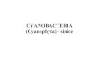 CYANOBACTERIA (Cyanophyta) - siniceweb2.mendelu.cz/af_224_rybari/dok rybari/botany... · měchýřky, sdružené do aerotopů. • Rozmnožování rozpadem kolonií, někdy až na
