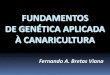 FUNDAMENTOS DE GENÉTICA APLICADA À CANARICULTURAclubesano.com.br/Artigos/Gerais/gentica em canaricultura - bretas.pdf · Primeira Lei de Mendel Lei da segregação dos genes: Cada