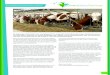 SmartDairyFarming werkt - Dairycampus...Het SDF-concept onderscheidt zich van ondersteun-de managementsystemen die er al zijn. Dat komt door een unieke bundeling van informatiestromen