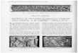 MICHELE DI GIOVANNI DI BARTOLO: DISEGNI ......frontale, e il gruppo col Pan ubriaco della parte sinistra laterale del sarcofago. Il sarcofago si trovava nel 1500 a Roma, in S. Maria
