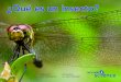 ¿Qué es un insecto?...3 En un cálido día de verano, es posible que veas una libélula en tu jardín. La libélula es un insecto. La mariposa es también un insecto. ¿En qué se