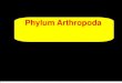 Phylum Arthropoda - Mrs. Becker's Websitebeckersciences.weebly.com/.../0/0/5/10059088/arthropoda.pdf · 2019. 6. 3. · PHYLUM ARTHROPODA Phylum Arthropoda . 3 Body Parts of Arthropoda