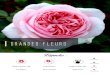 GRANDES FLEURS · 2018. 11. 7. · Couleur: Rouge ca dinal claiCouleur Parfum: Puissant, Rose de Mai, Fuits ouges Fleur: En coupe plate, de plus de pé-tales, à fleu s pa tige 13m11m