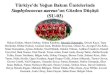 Türkiye'de Yoğun Bakım Ünıtelerinde - Klimik · 2013. 3. 22. · Türkiye'de Yoğun Bakım Ünıtelerinde Staphylococcus aureus’un Gözden Düşüşü (SU-03) Hakan Erdem,