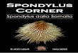 18 - Nautilus Discovery · 2018. 11. 24. · 16 Spondylus groschi Forma: da ovata ad elongato-ovata, spessa, valva sinistra moderatamente e regolarmente convessa. Valva destra più