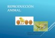 Reproducción Animal....TIPOS DE ANIMALES SEGÚN LUGAR DEL DESARROLLO EMBRIONARIO Ovíparos. O El huevo se deposita en el exterior y el embrión se desarrolla a partir de las reservas