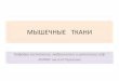 МЫШЕЧНЫЕ ТКАНИdo.rsmu.ru/.../lf/cgistologii/prez_mishchn_tkani.pdfМЫШЕЧНЫЕ ТКАНИ Исчерченные (поперечно-полосатые) мышечные